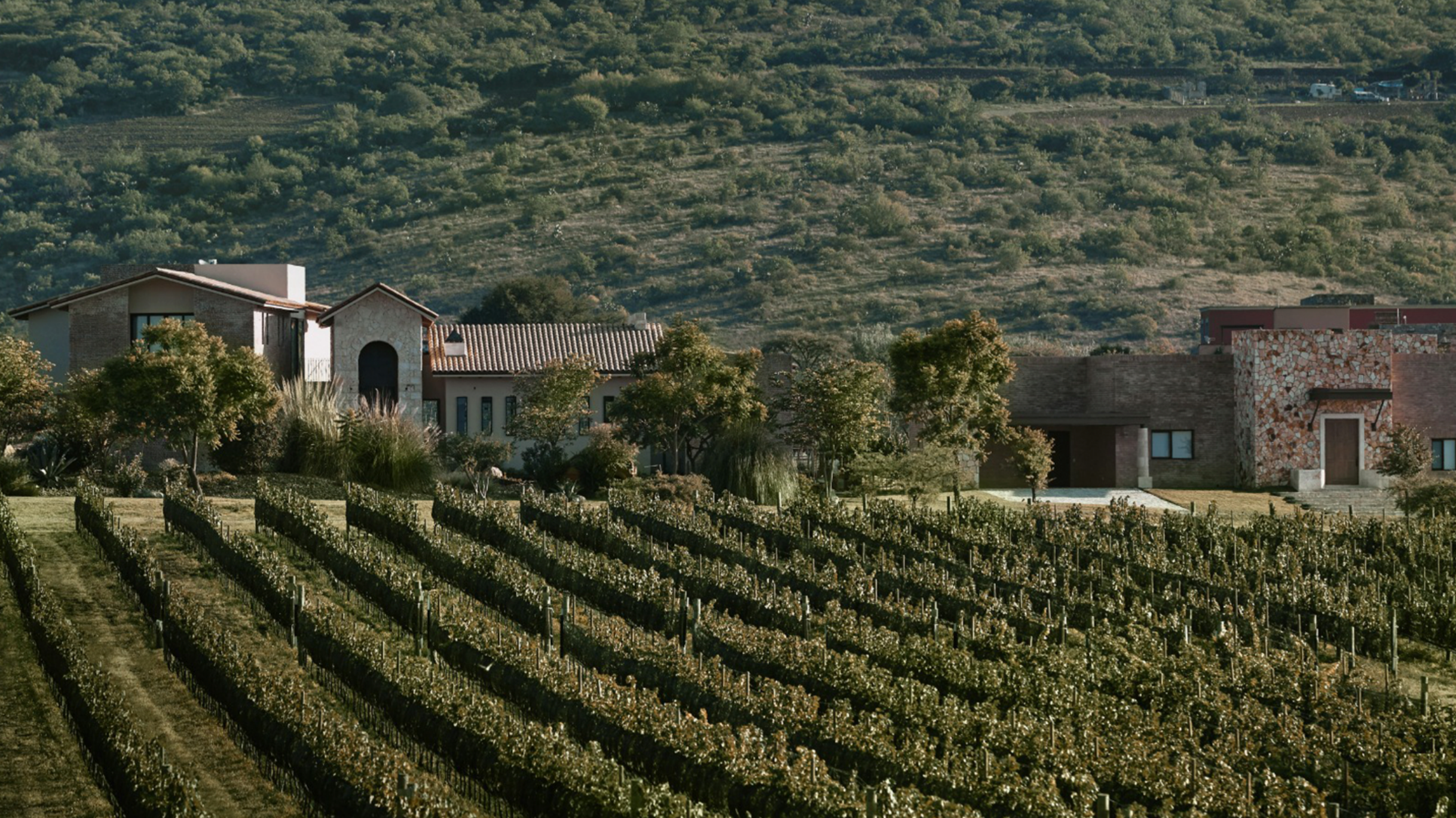 Relox - Vinedo